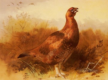 Fowl Painting - Cock Grouse Archibald Thorburn bird